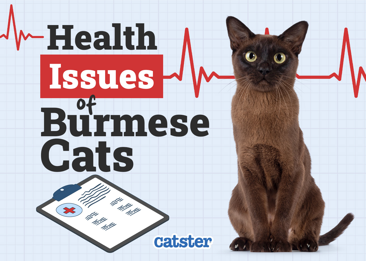 Burmese Cat Health Problems: 14 Vet-Verified Issues
