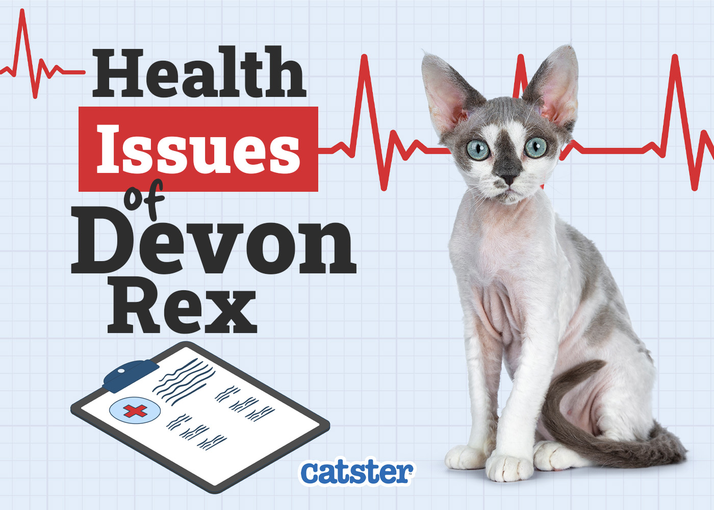 Devon Rex Cat Health Problems: 8 Vet-Reviewed Inherited Issues