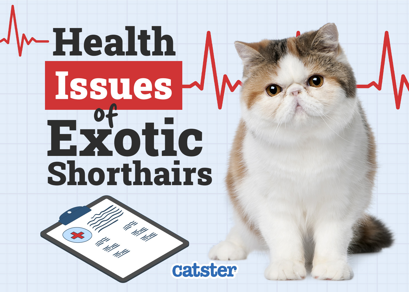 Exotic Shorthair Cat Health Problems: 10 Vet-Reviewed Issues