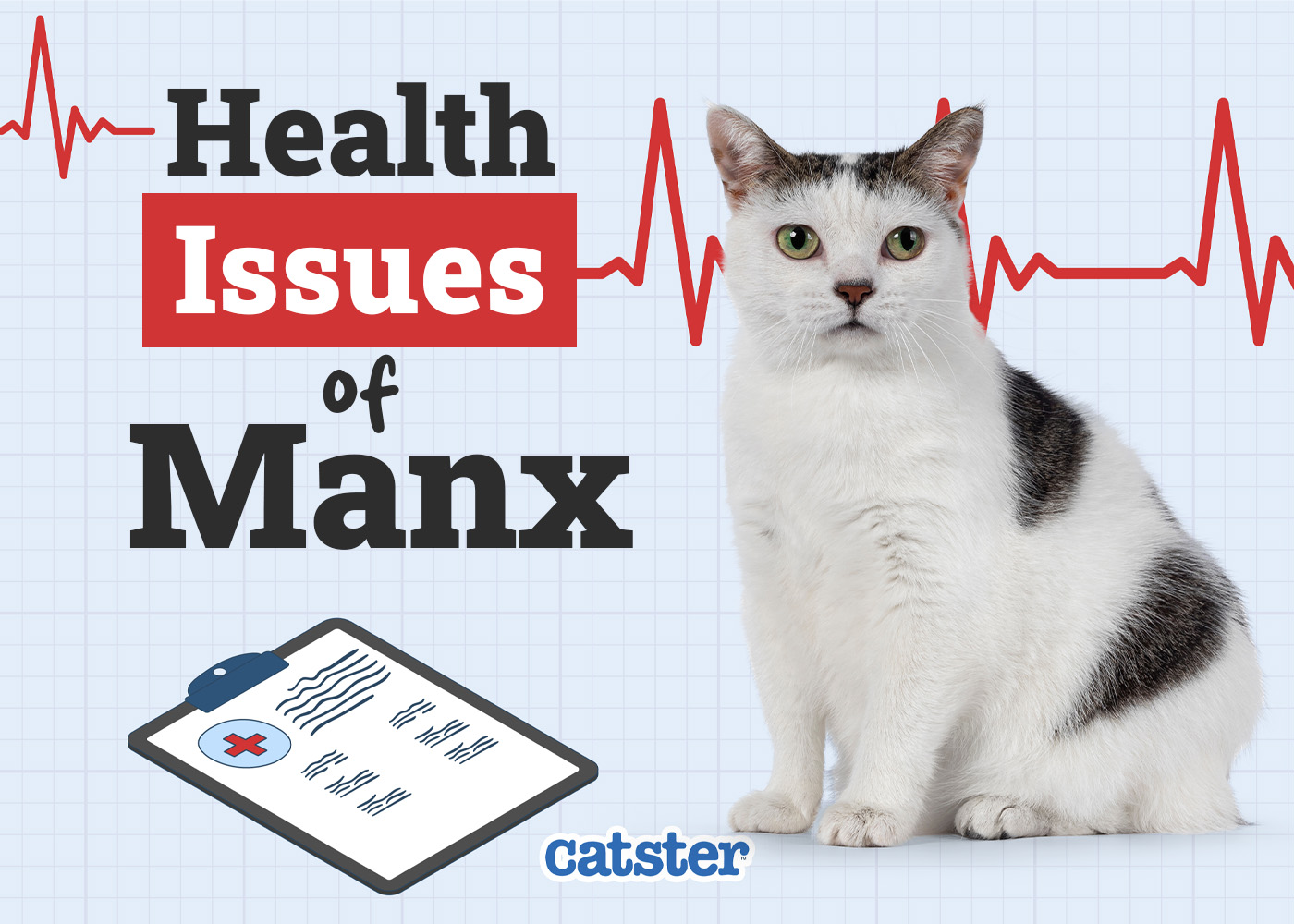 Manx Cat Health Problems: 8 Vet-Reviewed Issues