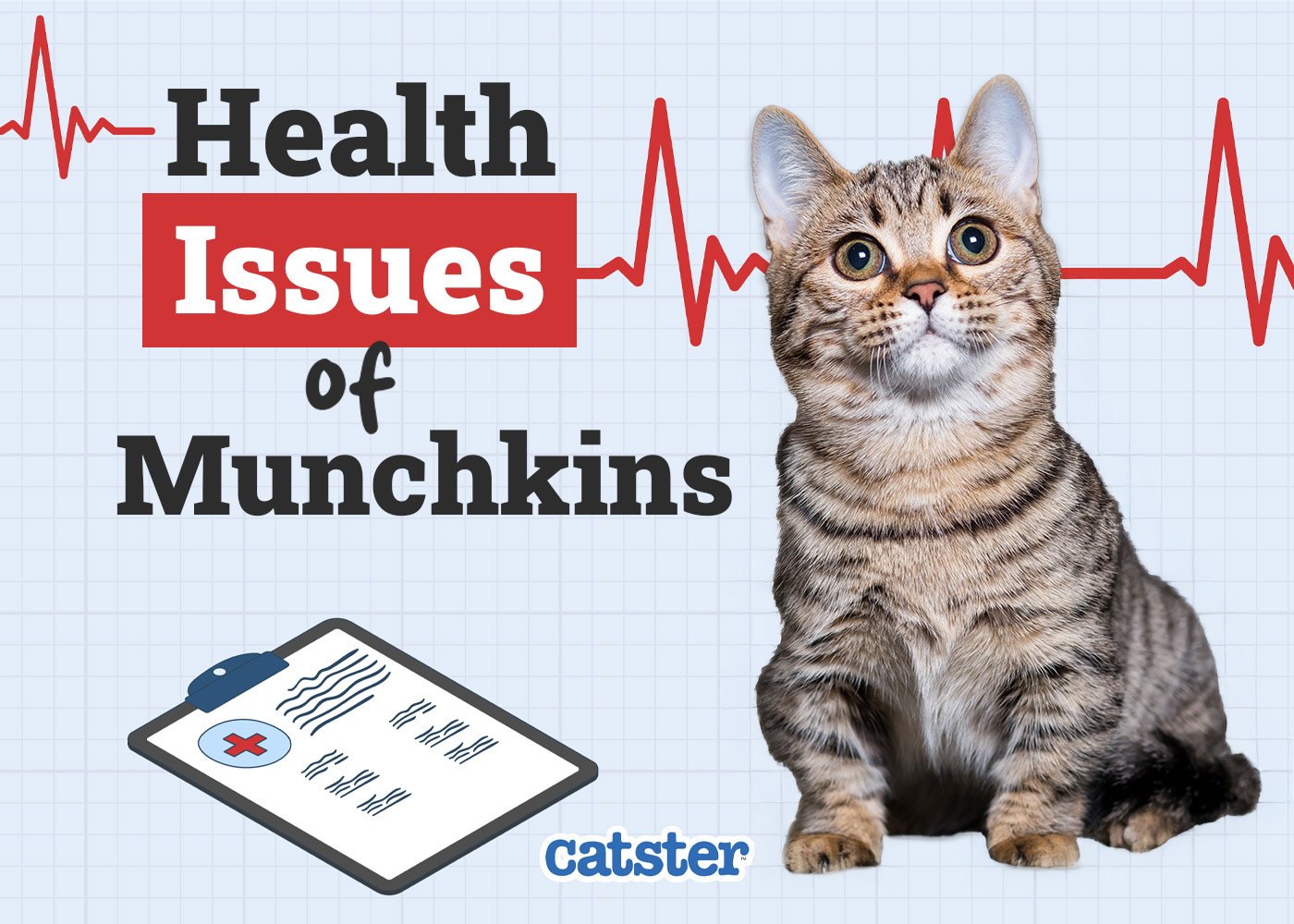Munchkin Cat Health Problems: 7 Vet-Reviewed Issues
