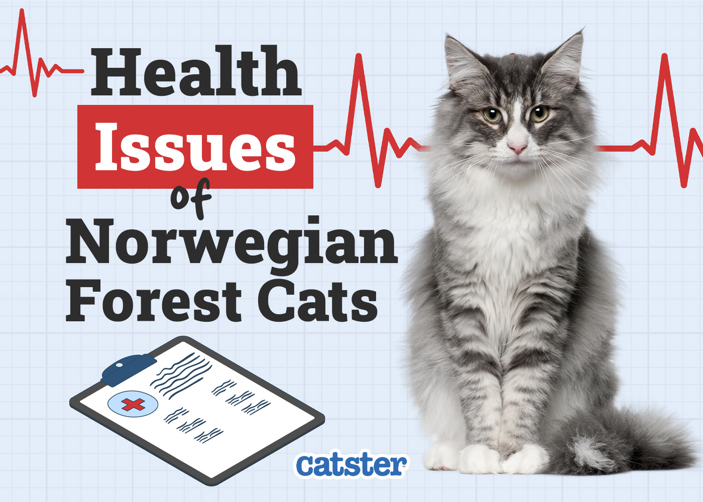 Norwegian Forest Cat Health Problems: 3 Vet-Reviewed Issues