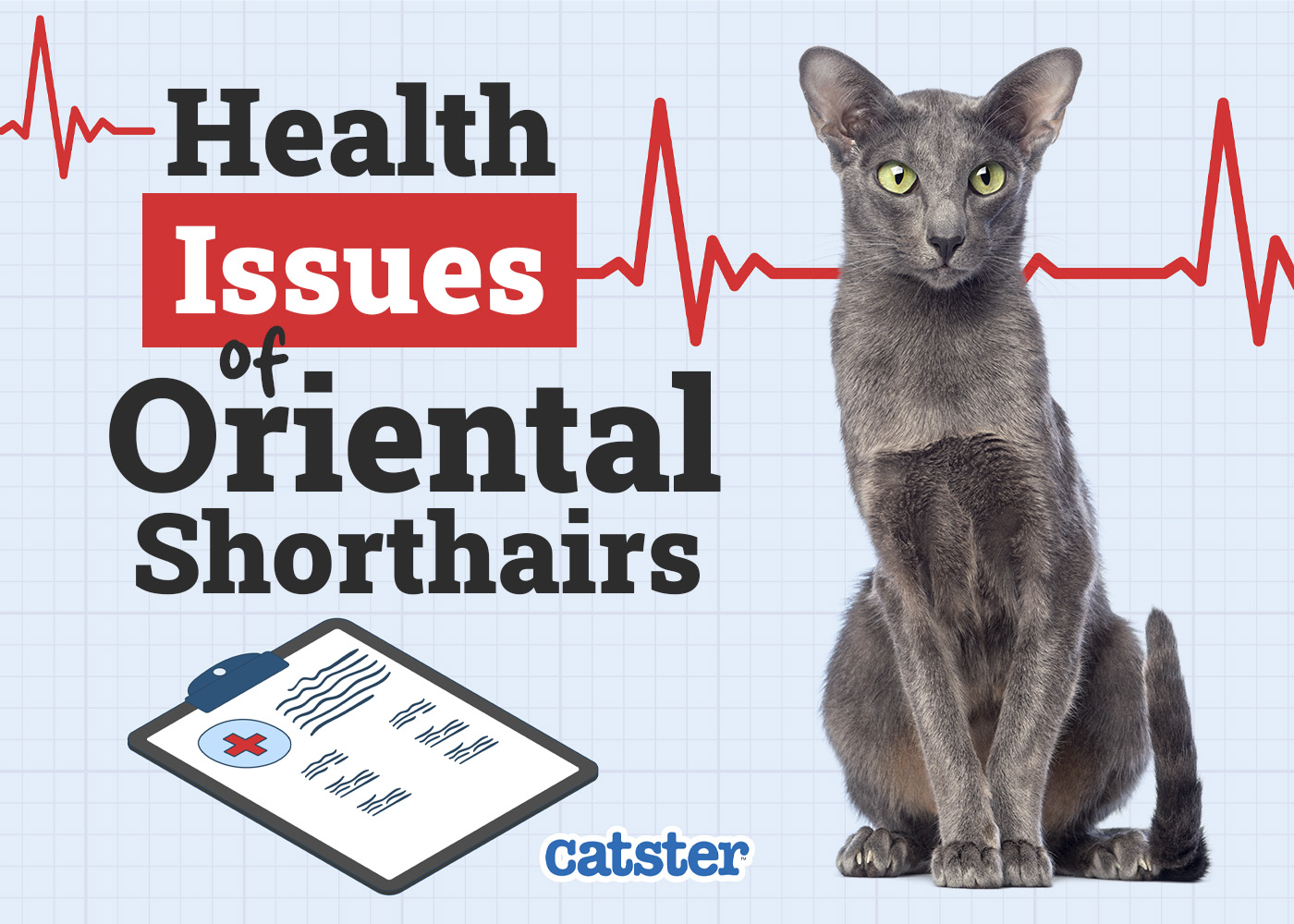 Oriental Shorthair Cat Health Problems: 12 Vet-Reviewed Issues