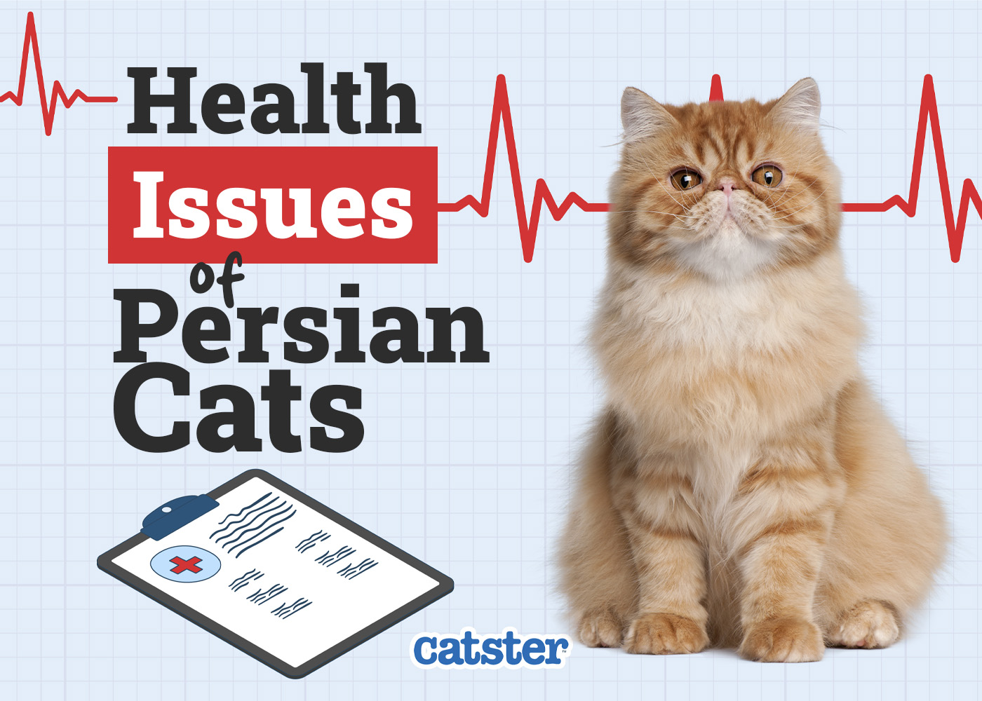 Persian Cat Health Problems: 6 Vet-Reviewed Issues
