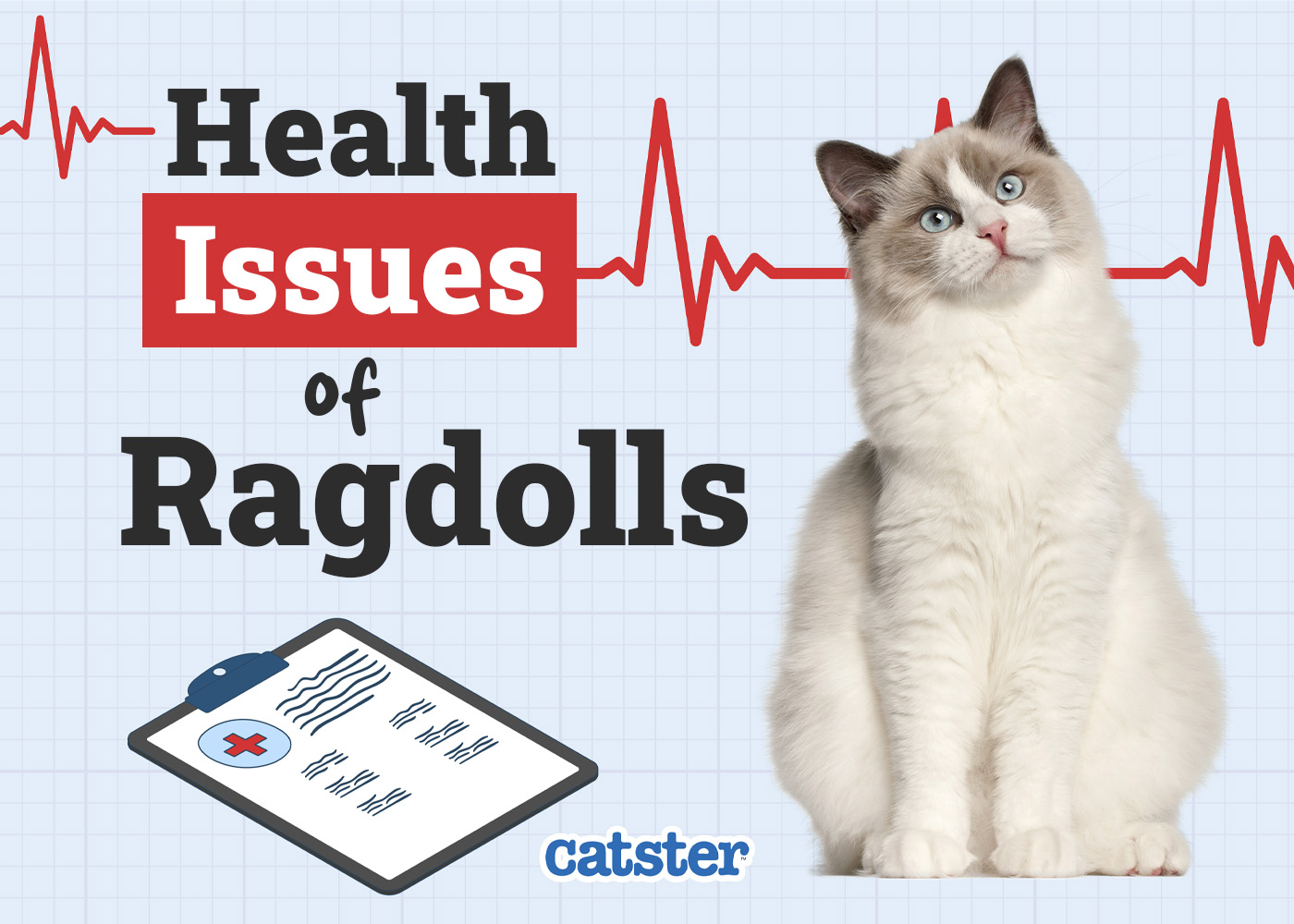 Catster_Health Problems of Ragdoll
