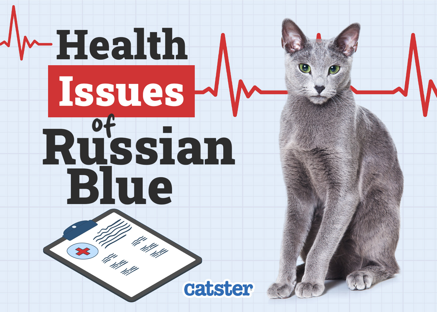Russian Blue Cat Health Problems: 7 Vet-Reviewed Issues