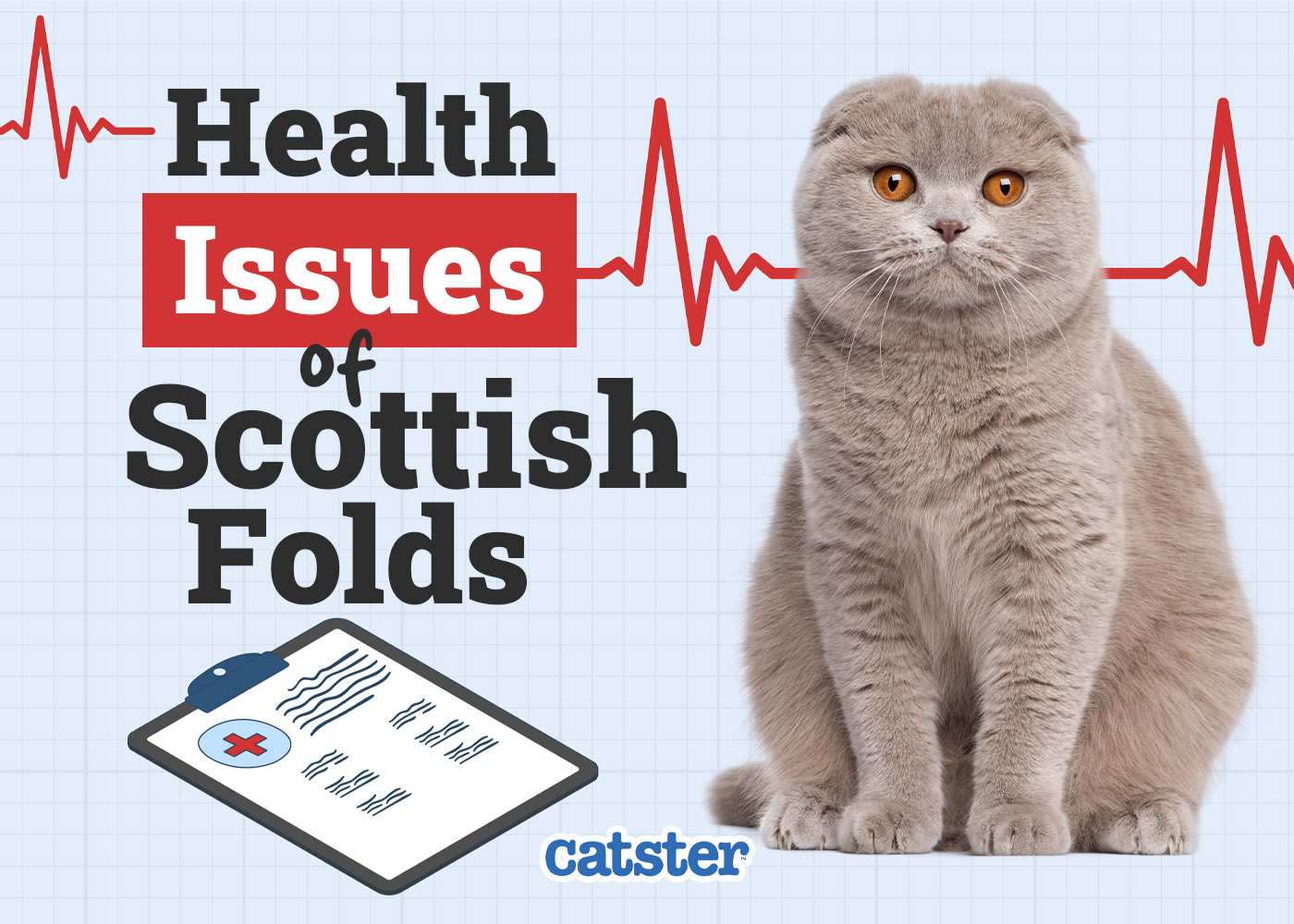 Scottish Fold Cat Health Problems: 7 Vet-Reviewed Issues