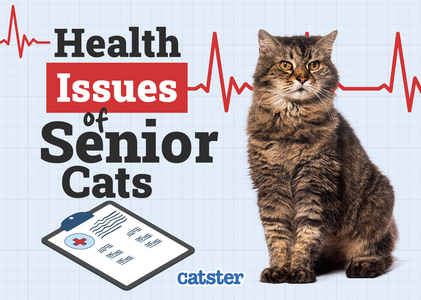 10 Senior Cat Health Problems: Vet-Verified Common Issues