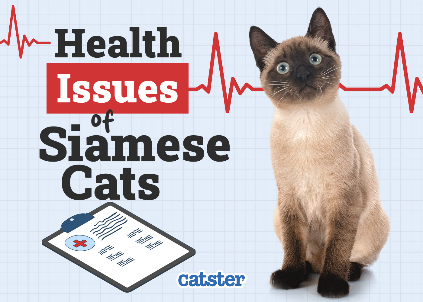 Catster_Health Problems of Siamese Cat