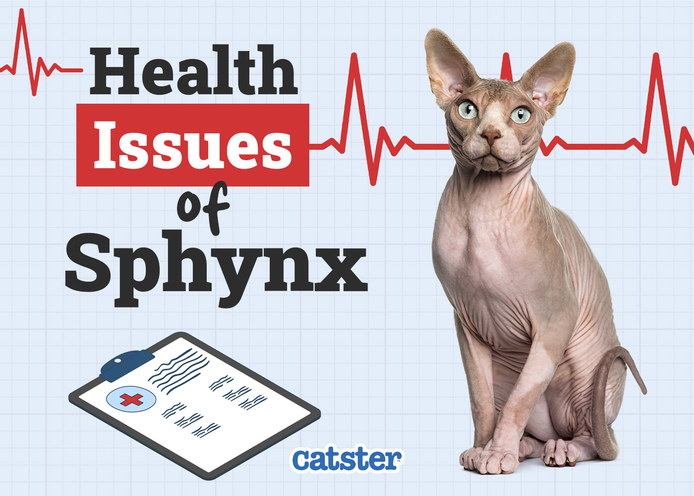Sphynx Cat Health Problems: 6 Vet-Reviewed Issues