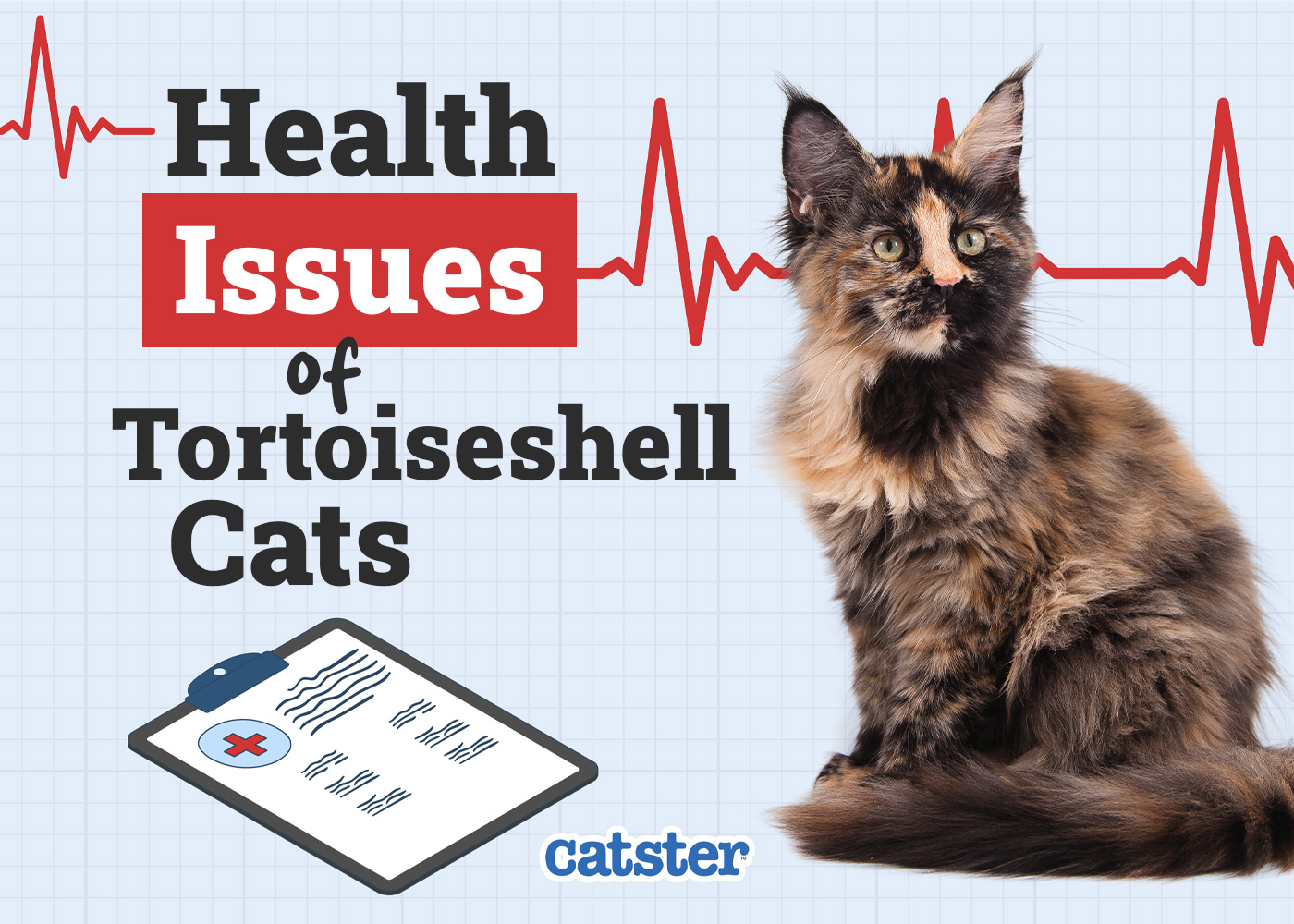 10 Vet-Reviewed Tortoiseshell Cat Health Problems & Care Tips