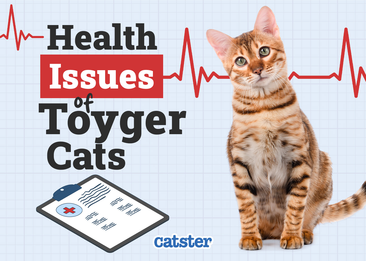 Toyger Cat Health Problems: 7 Vet-Reviewed Issues
