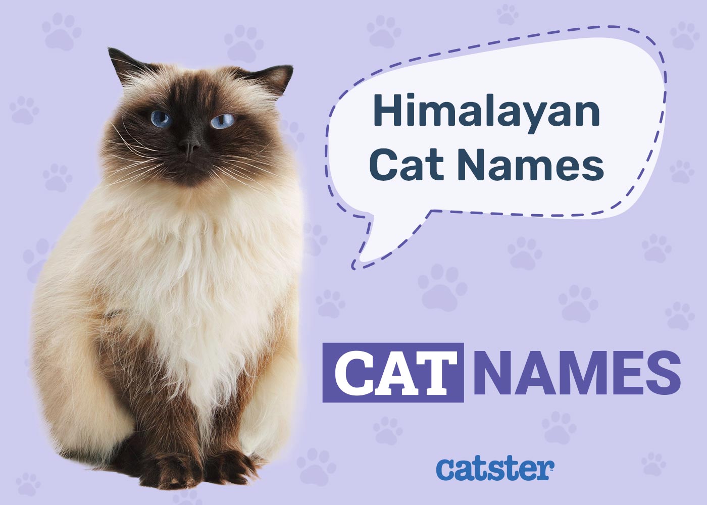 200+ Cute & Fun Himalayan Cat Names