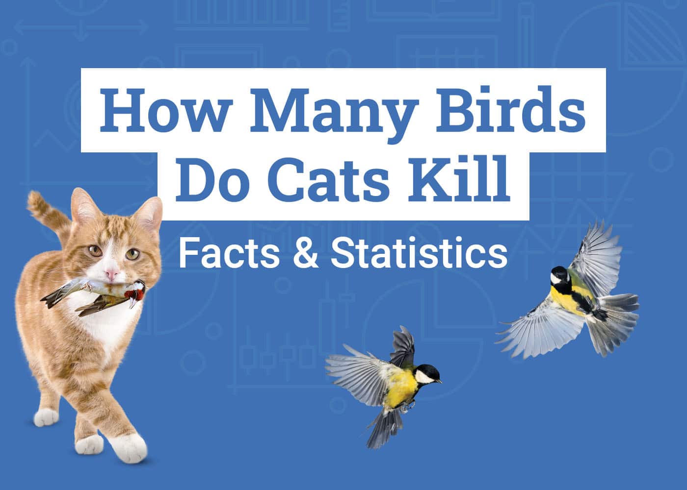 How Many Birds Do Cats Kill? 13 Statistics to Know: 2026 Update (Vet-Reviewed)