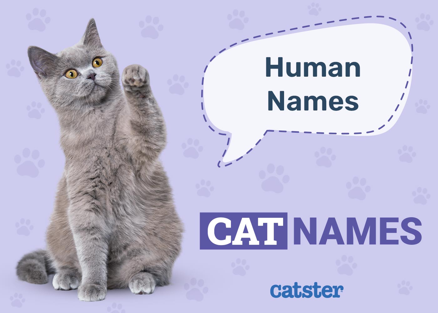 520 Human Cat Names: Fun Options From A-Z