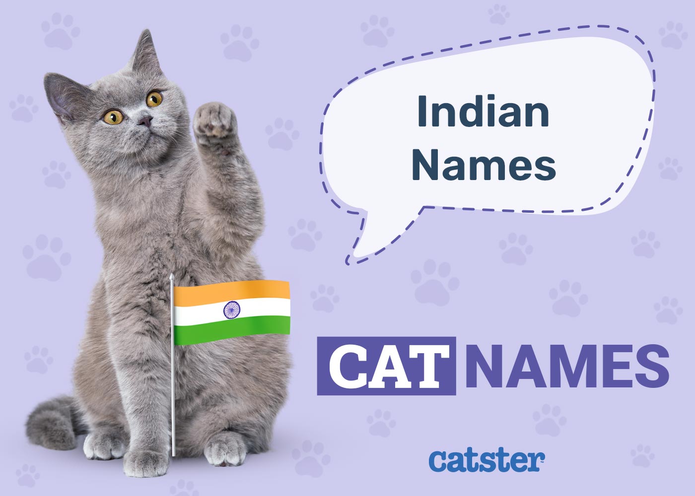 250+ Indian Cat Names: Great Ideas for Your Incredible Cat