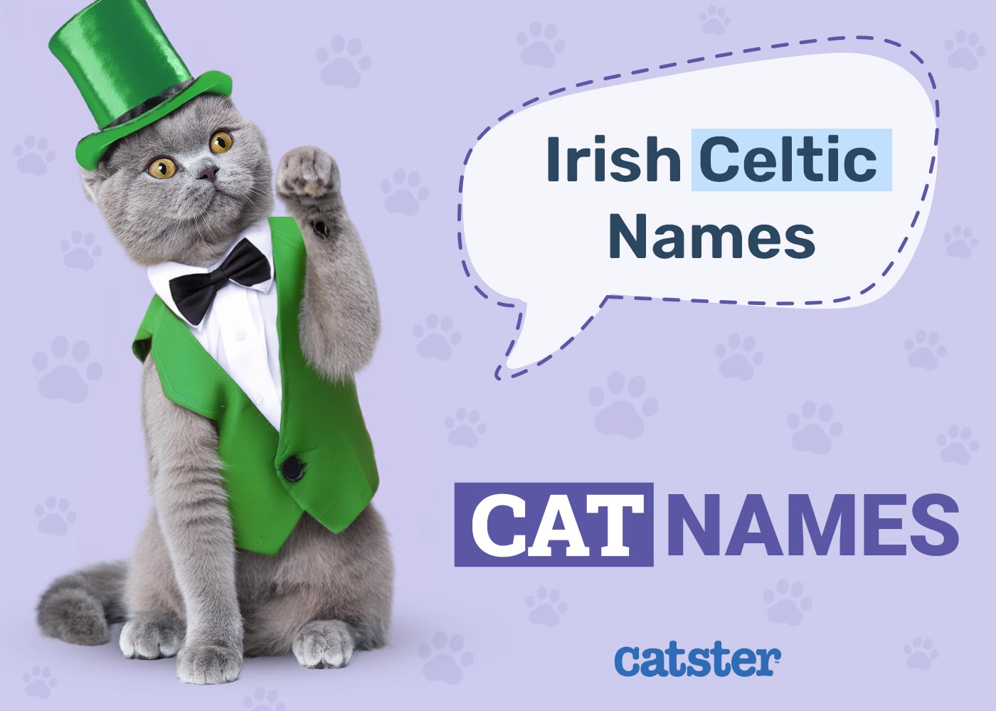 95 Irish & Celtic Cat Names: Great Ideas for Your Amazing Cat