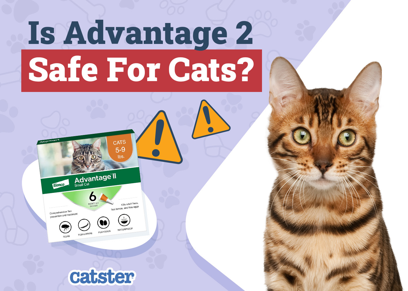 Is Advantage 2 Safe for Cats? Medication, Dosage & Usage