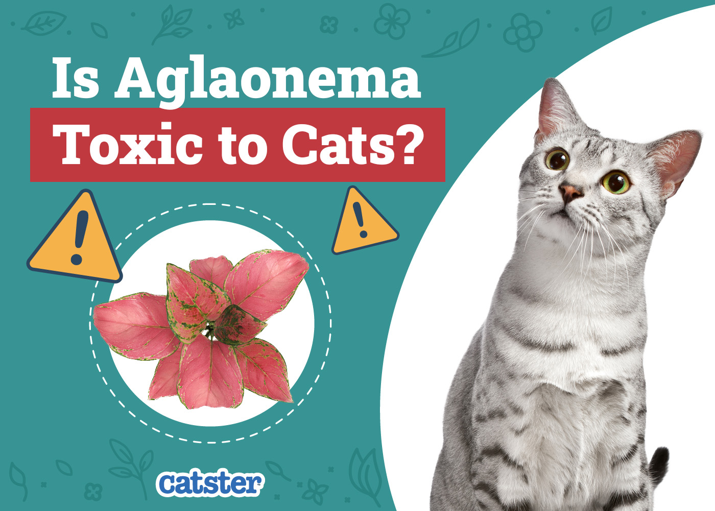 Is Aglaonema Toxic to Cats? Vet-Verified Houseplant Advice