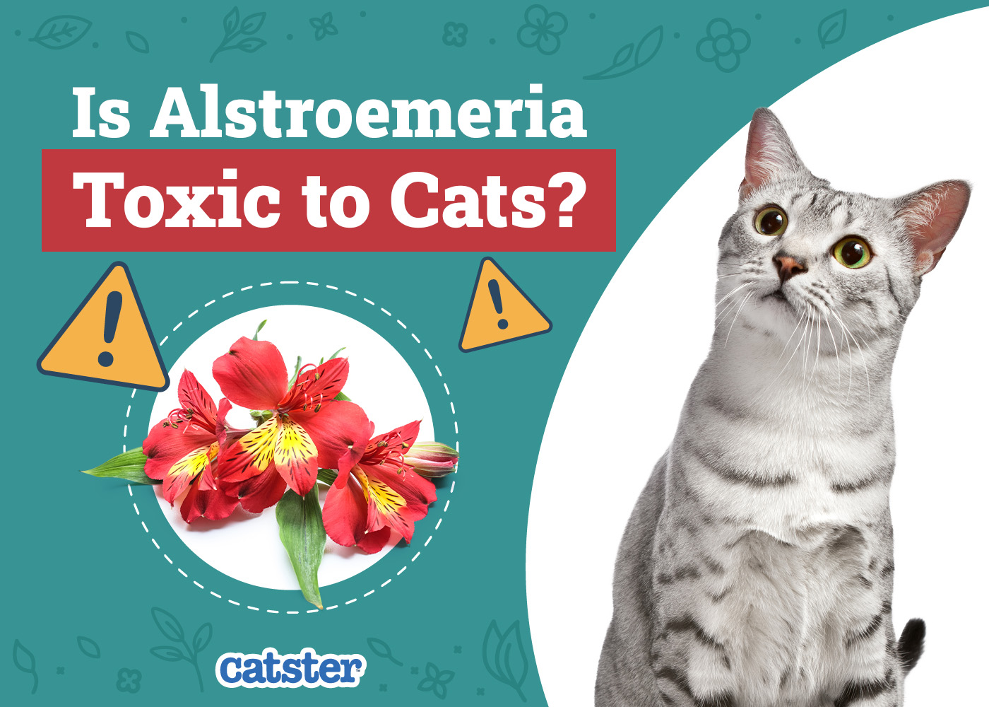 Is Alstroemeria Toxic to Cats? Vet-Approved Advice
