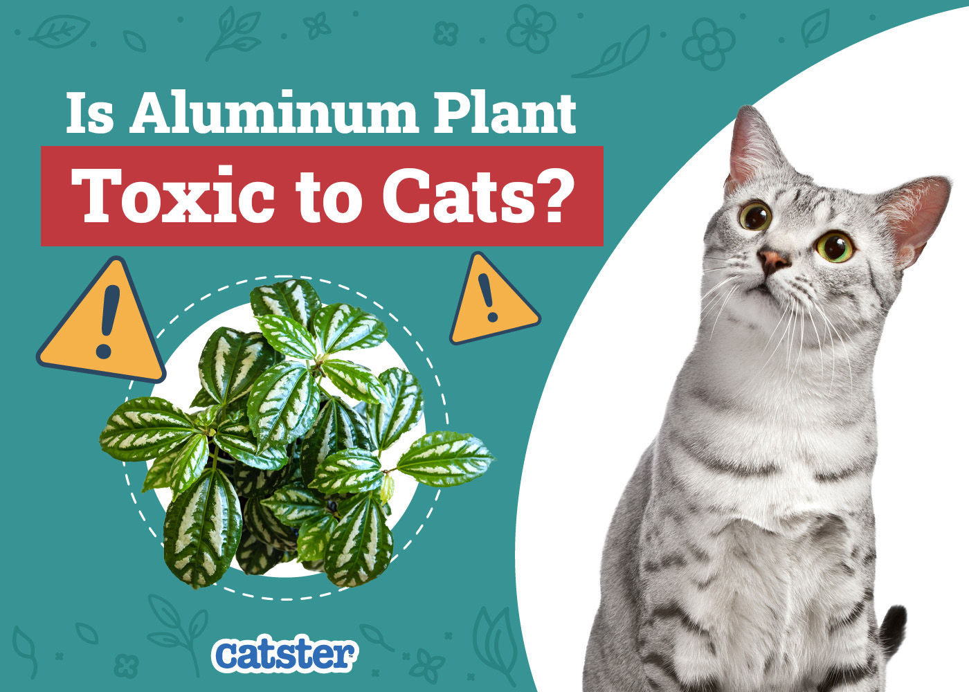 Is Aluminum Plant Toxic to Cats? Vet Approved Safety Facts & FAQ