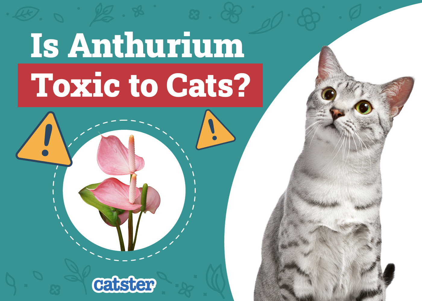 Is Anthurium Toxic to Cats? Vet Approved Facts & FAQ