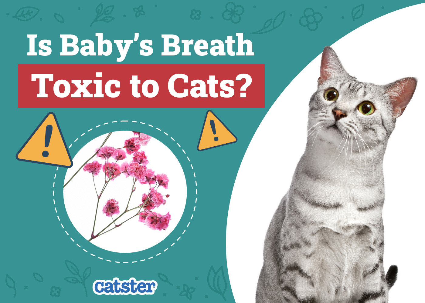 Is Baby’s Breath Toxic to Cats? Vet-Reviewed Houseplants Examined
