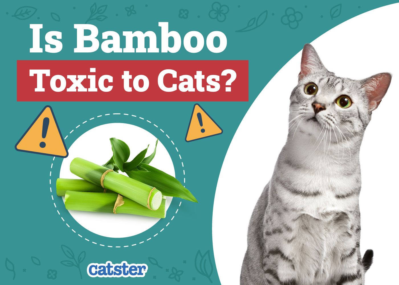 Is Bamboo Toxic to Cats? Vet-Verified Facts, Risks & FAQ