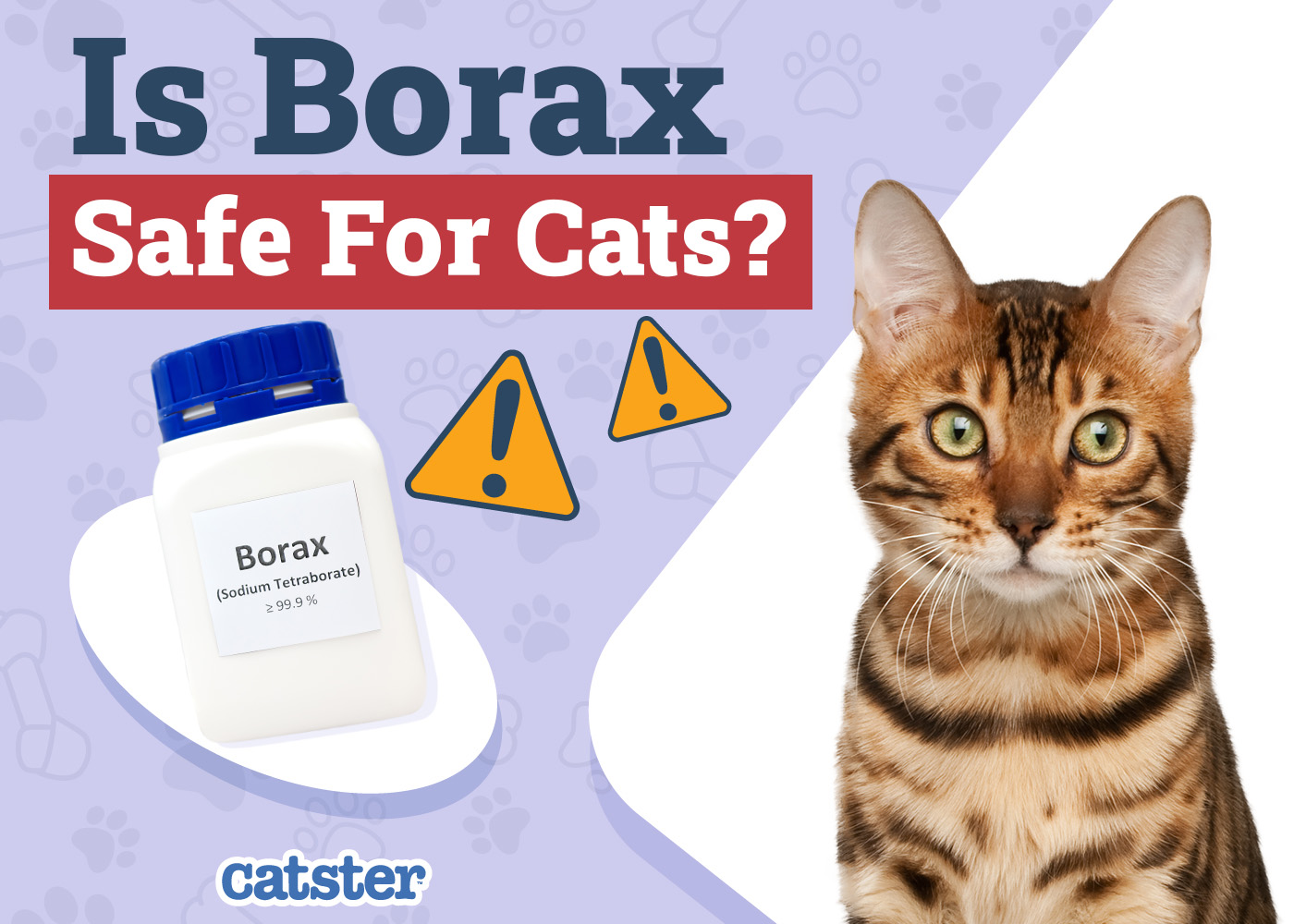 Is Borax Safe for Cats? Vet-Approved Safety and Usage Advice