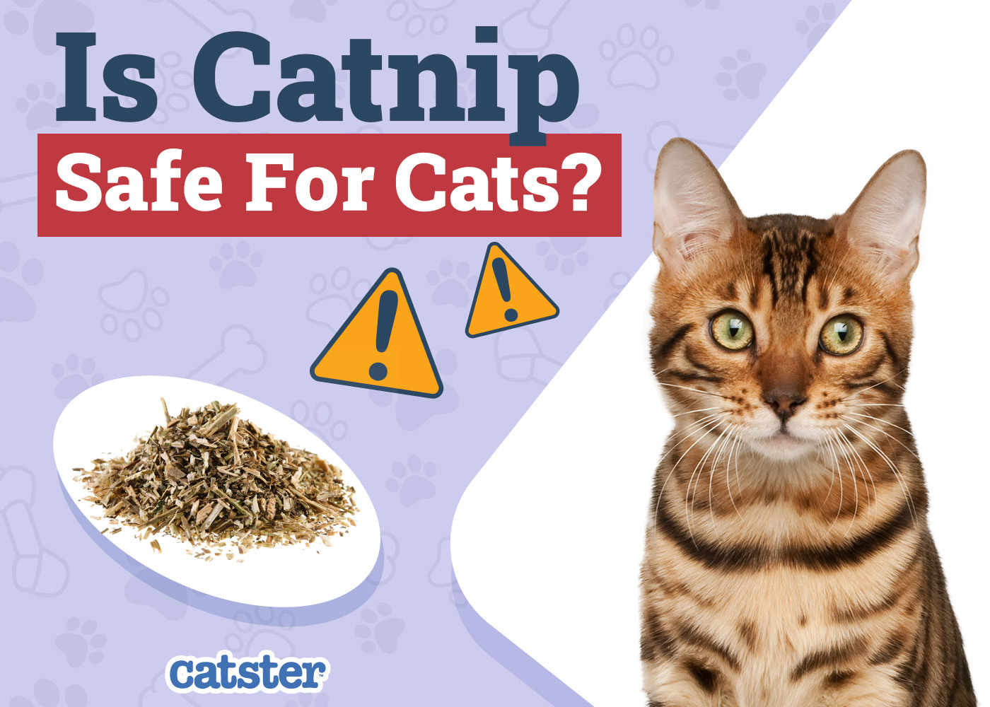 Is Catnip Safe for Cats? Vet-Reviewed Facts & FAQ