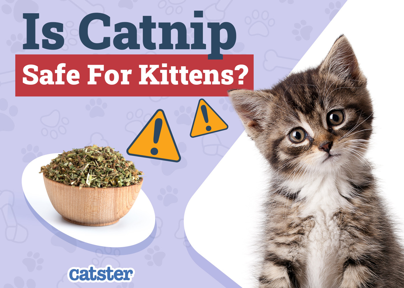Is Catnip Safe for Kittens? Vet-Reviewed Facts & FAQ