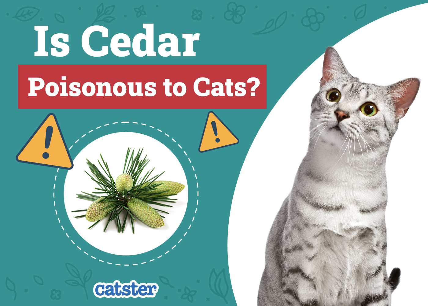 Is Cedar Poisonous to Cats? Vet Approved Facts & FAQ