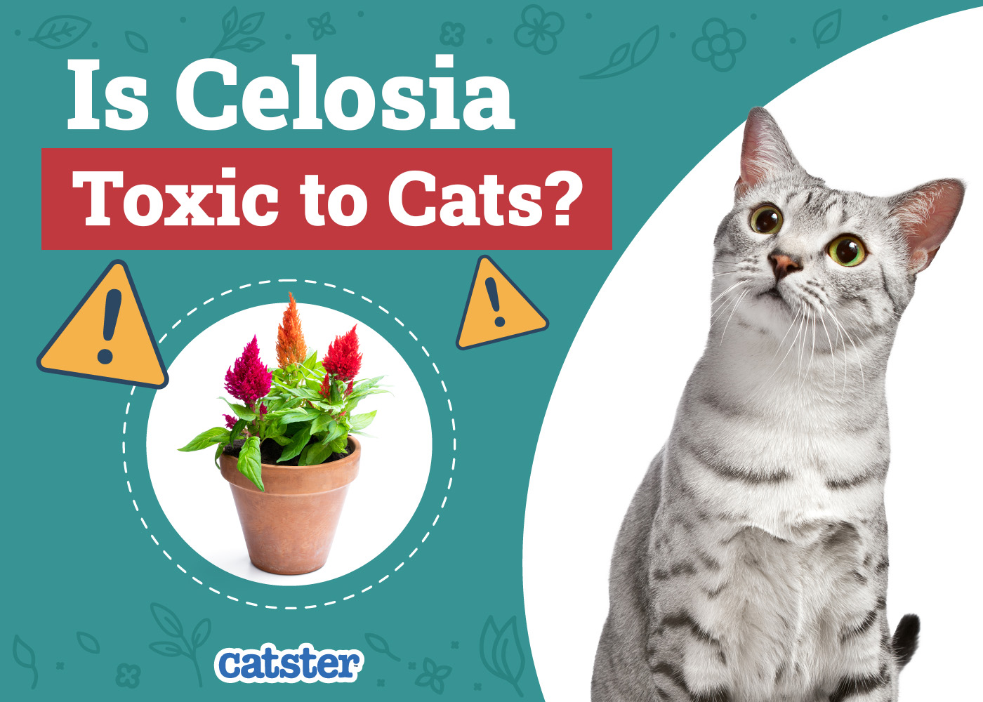 Is Celosia Toxic to Cats? Vet-Approved Facts & Safety Guide