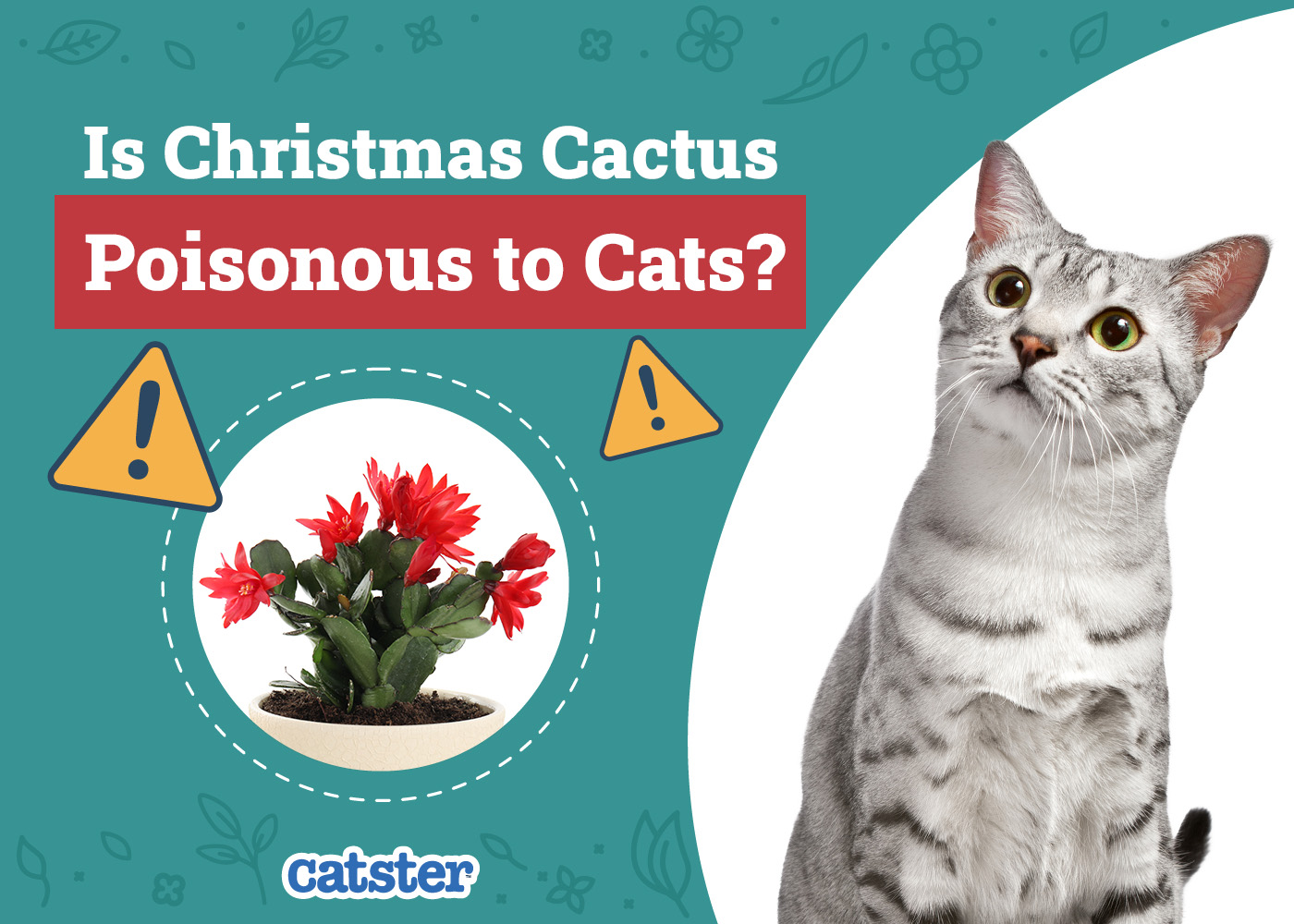 Is Christmas Cactus Poisonous to Cats? Vet-Reviewed Houseplants Examined