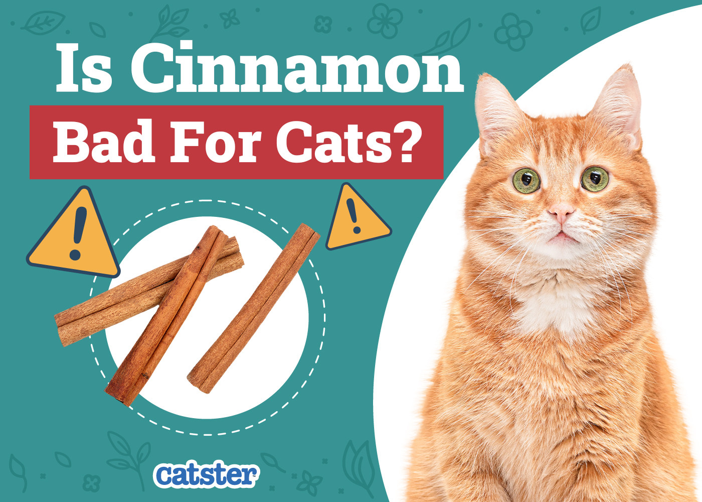 Is Cinnamon Bad for Cats? Vet-Reviewed Safety Facts