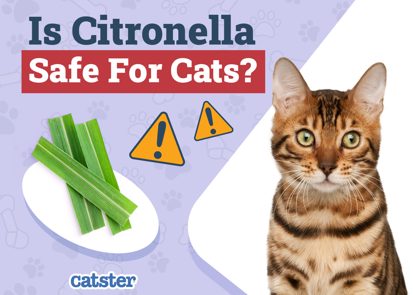 Is Citronella Safe for Cats? Vet-Approved Facts & FAQ