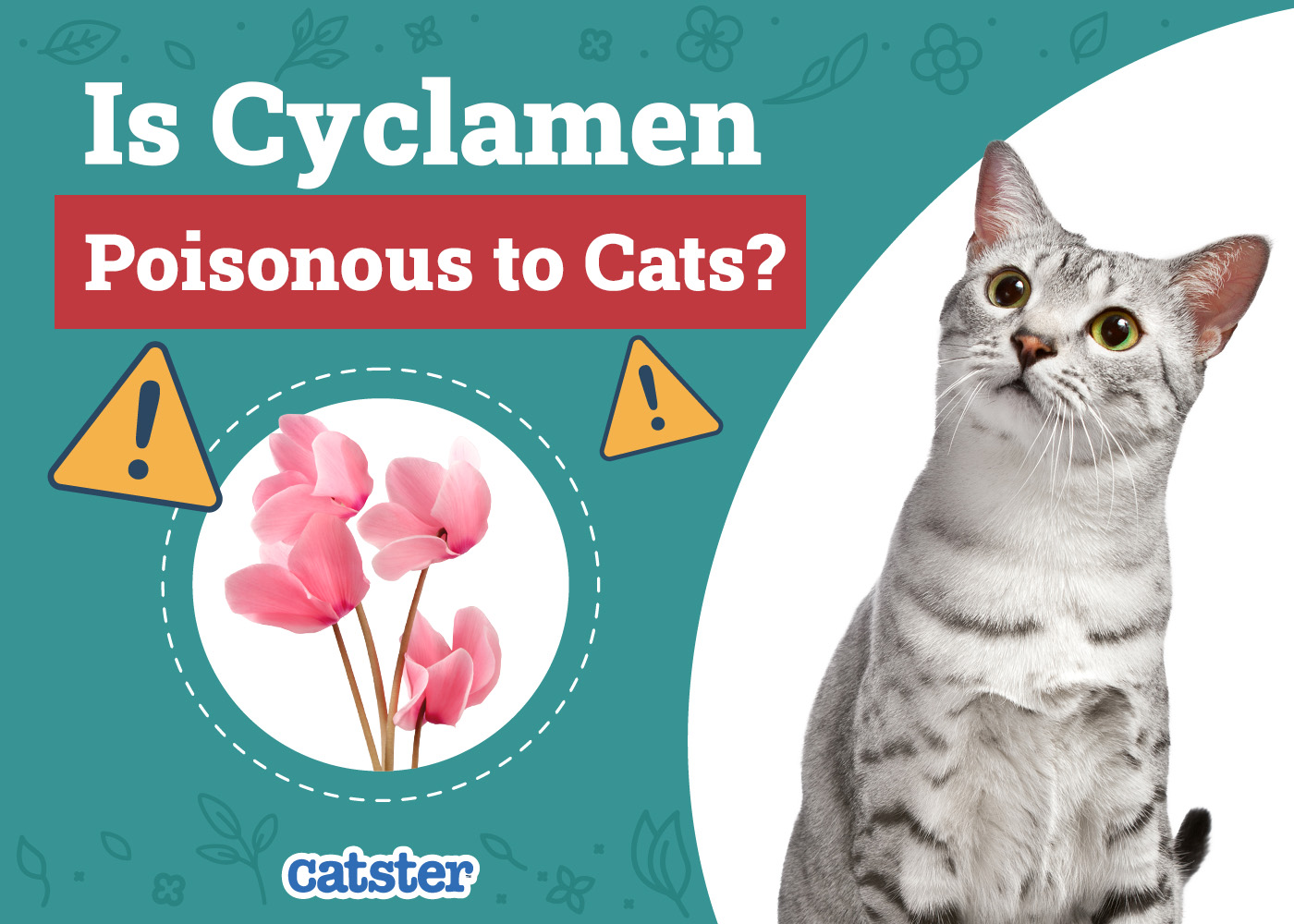 Is Cyclamen Poisonous to Cats? Vet-Reviewed Houseplants Examined