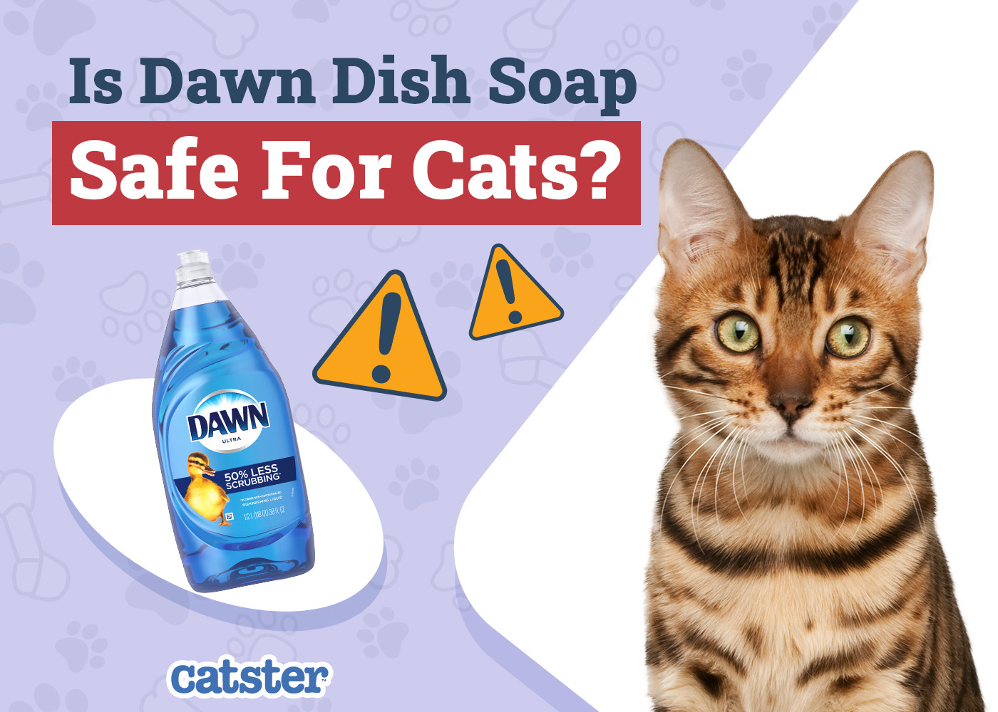Is Dawn Dish Soap Safe for Cats? Bath Tips & Soap Alternatives