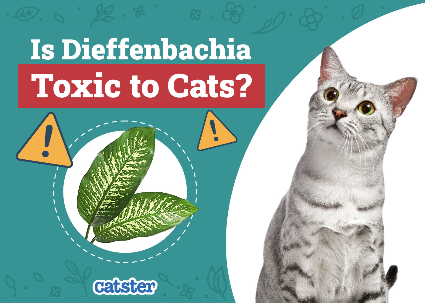 Catster_Is Dieffenbachia Toxic to Cats