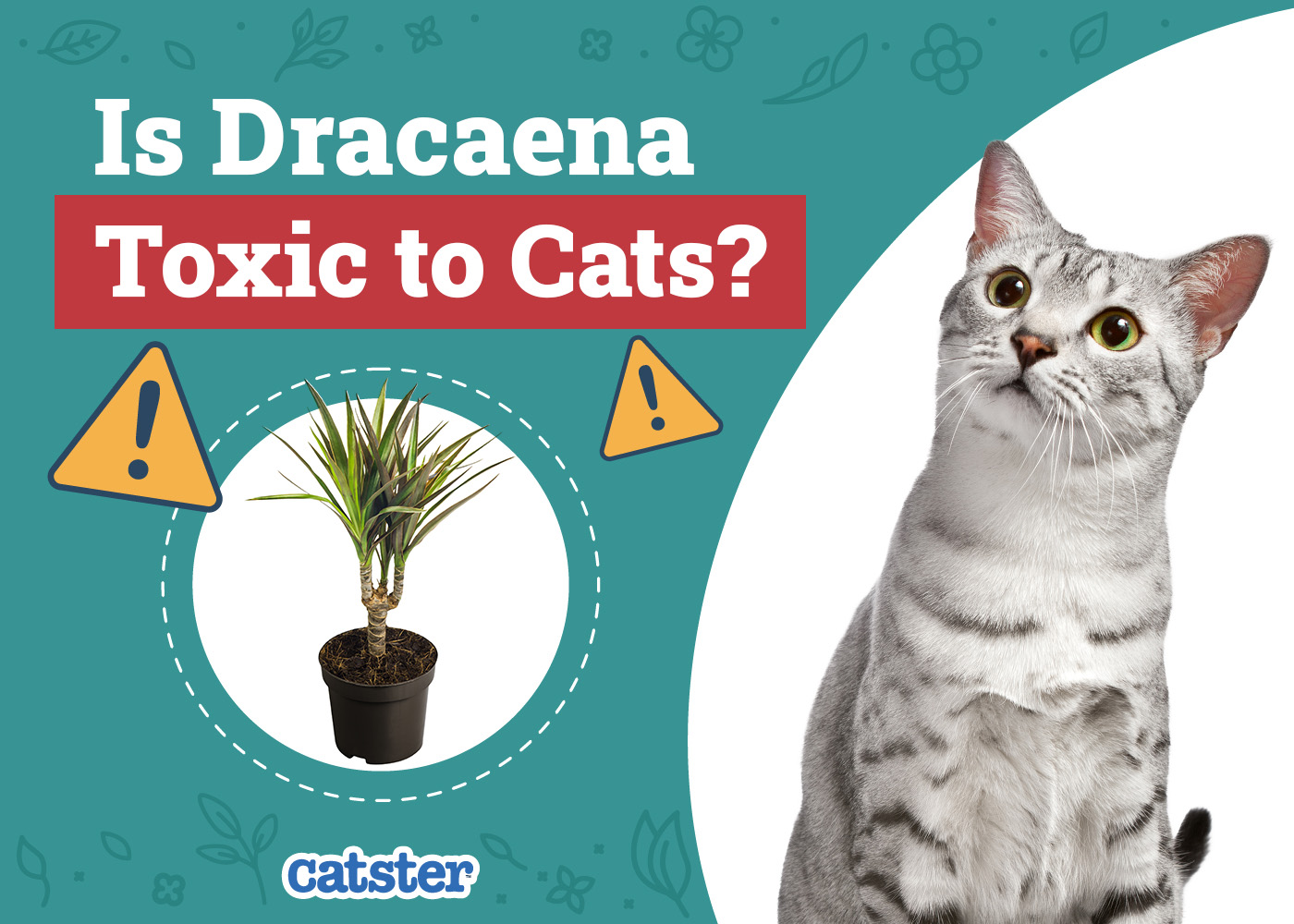Is Dracaena Toxic to Cats? Vet-Reviewed Houseplants Examined