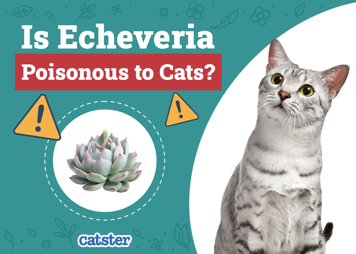 Is Echeveria Poisonous to Cats? Vet Approved Facts & Safety Tips