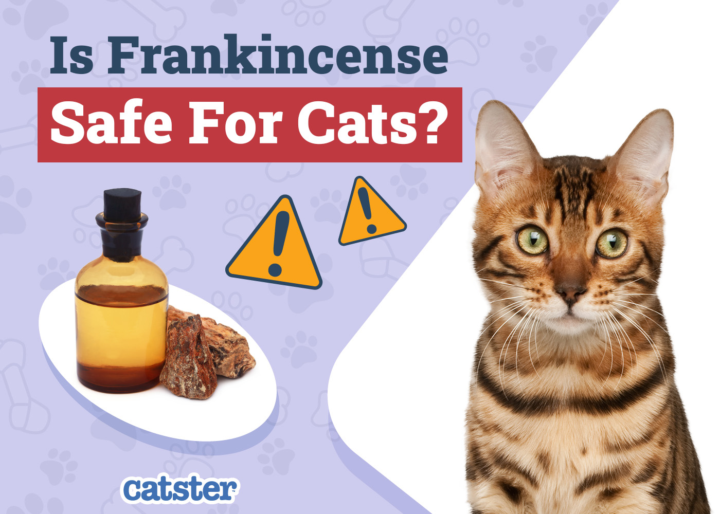 Is Frankincense Safe for Cats? Our Vet Explains Health Concerns & FAQ