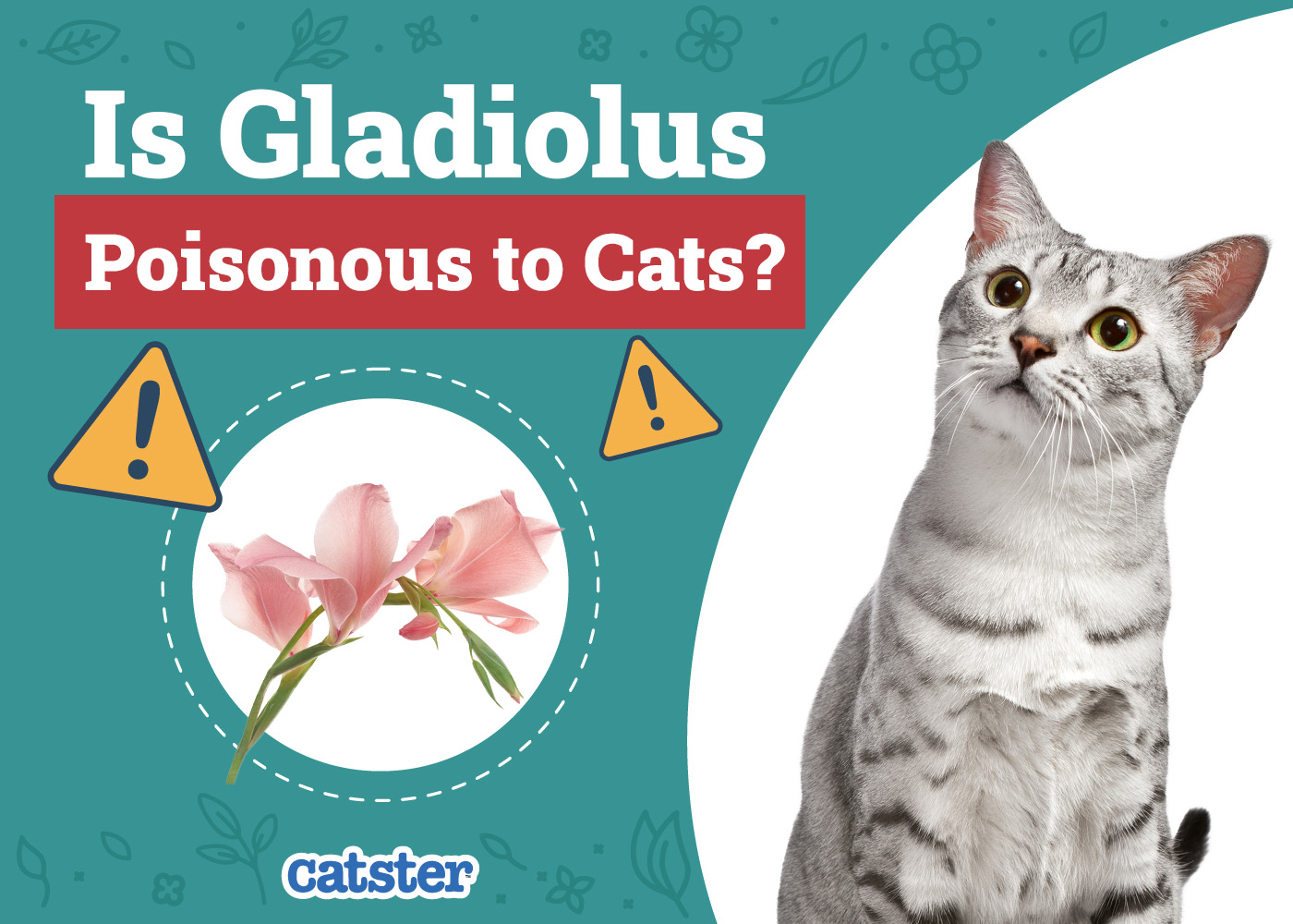 Is Gladiolus Poisonous to Cats? Vet Reviewed Advice