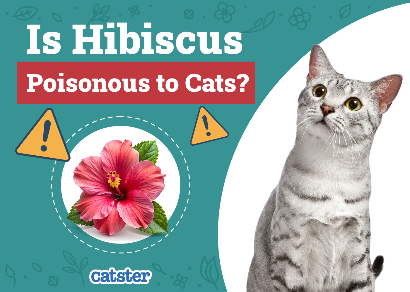 Is Hibiscus Poisonous to Cats? Vet-Reviewed Houseplants Examined