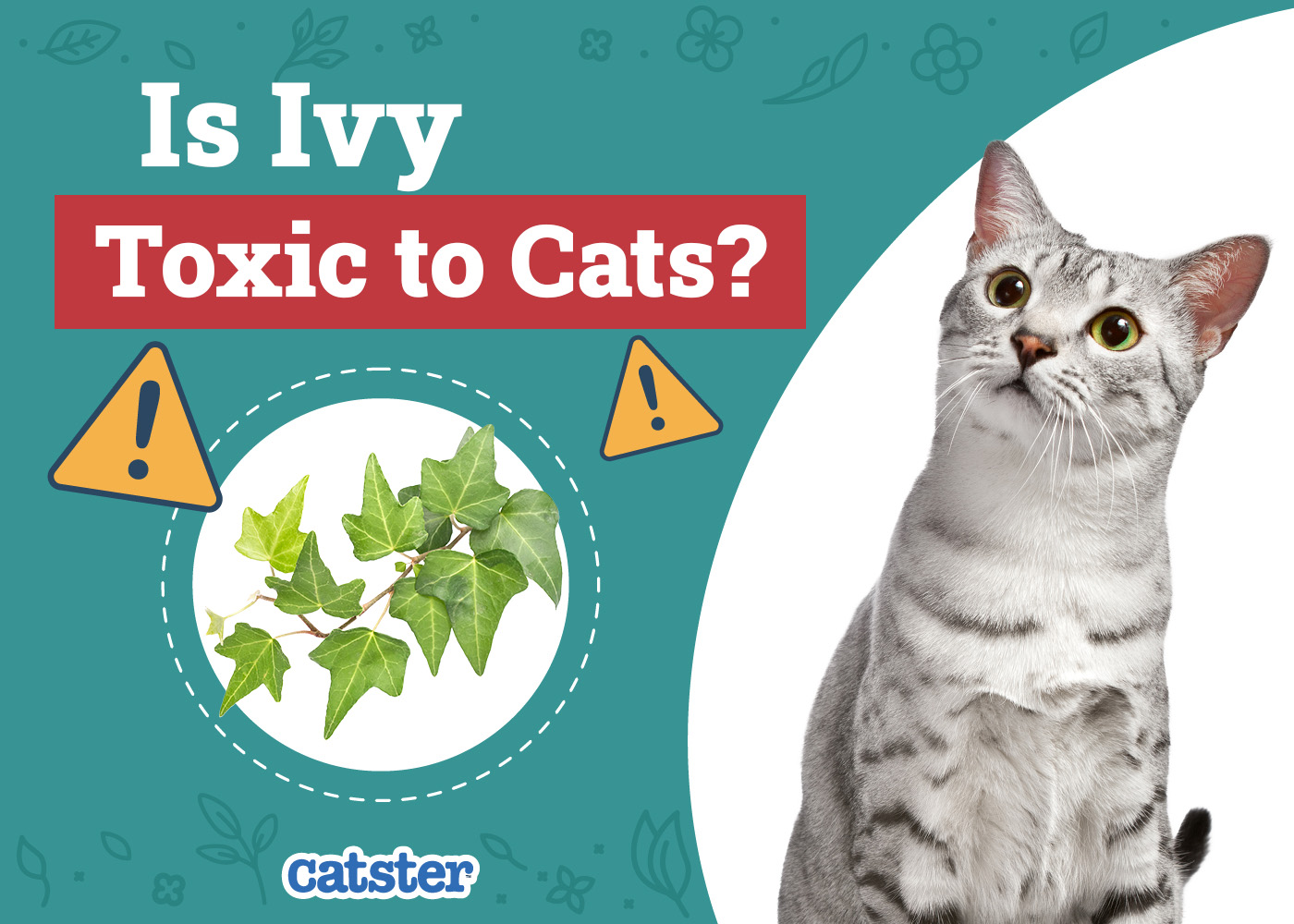 Is Ivy Toxic to Cats? Vet-Reviewed Houseplants Examined