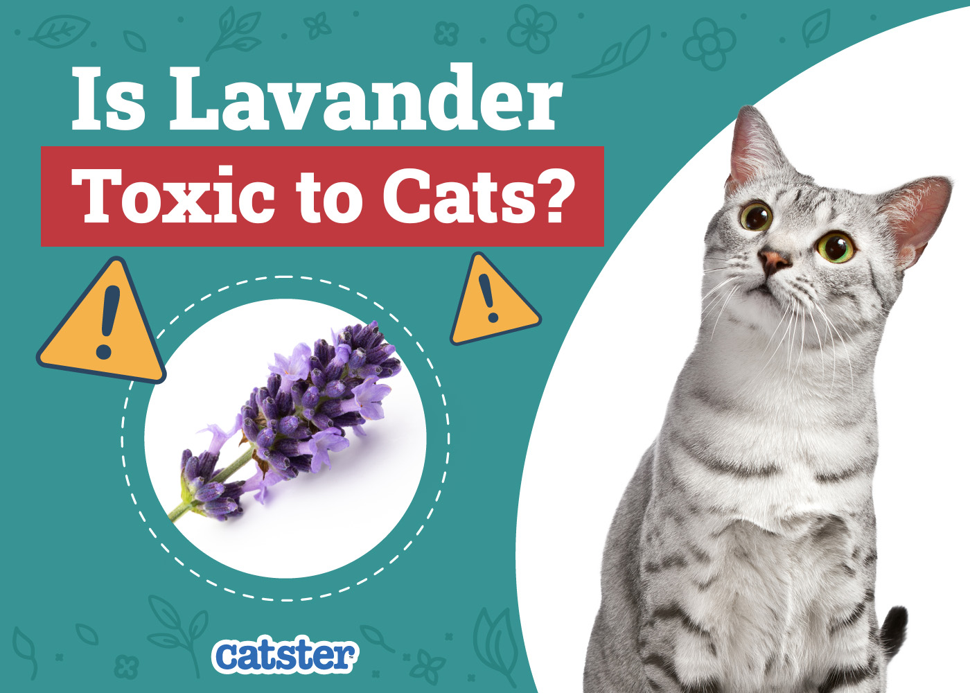 Is Lavender Toxic to Cats? Vet-Reviewed Important Facts & FAQ