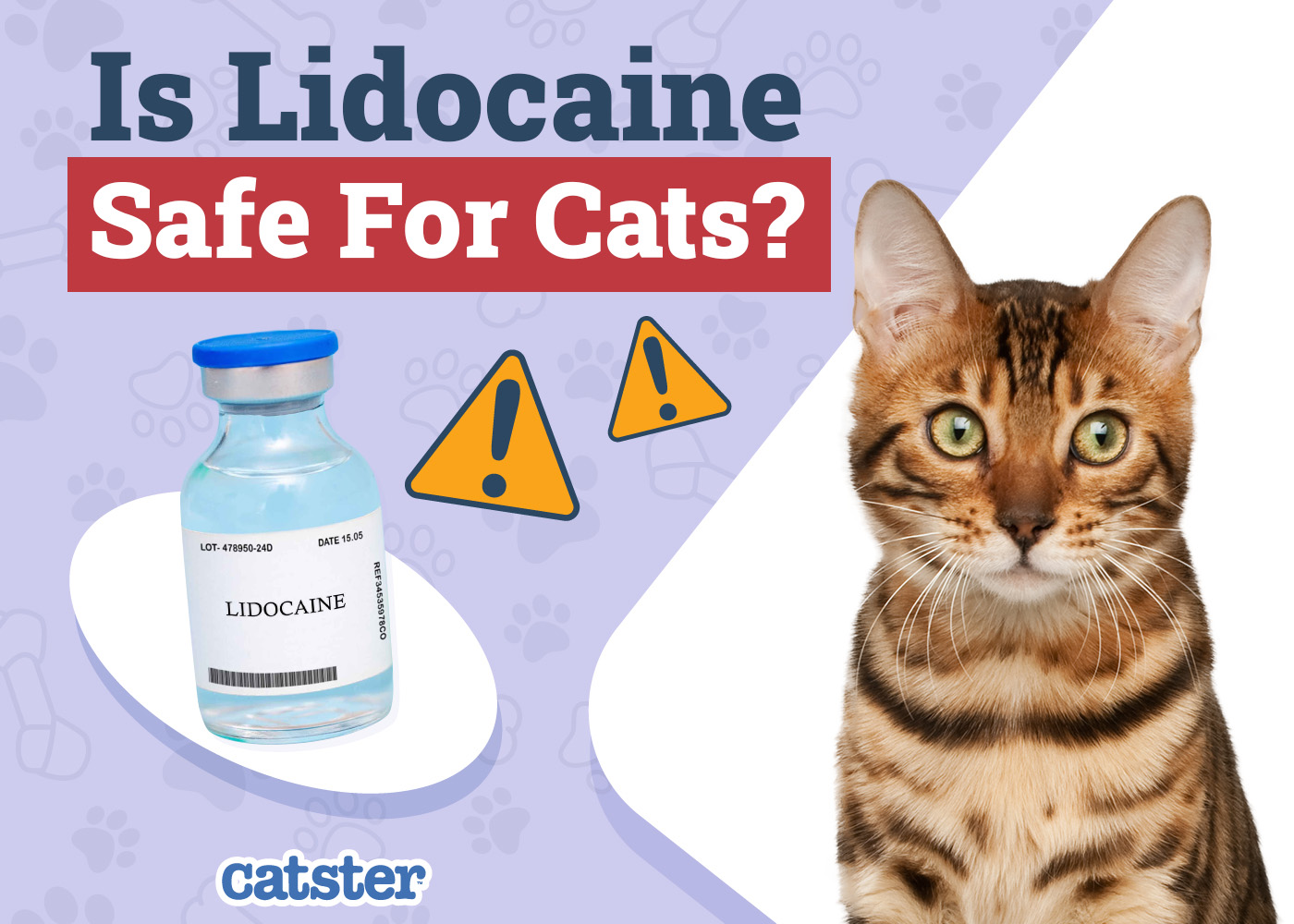 Is Lidocaine Safe For Cats? Our Vet Discusses Safety & Risks