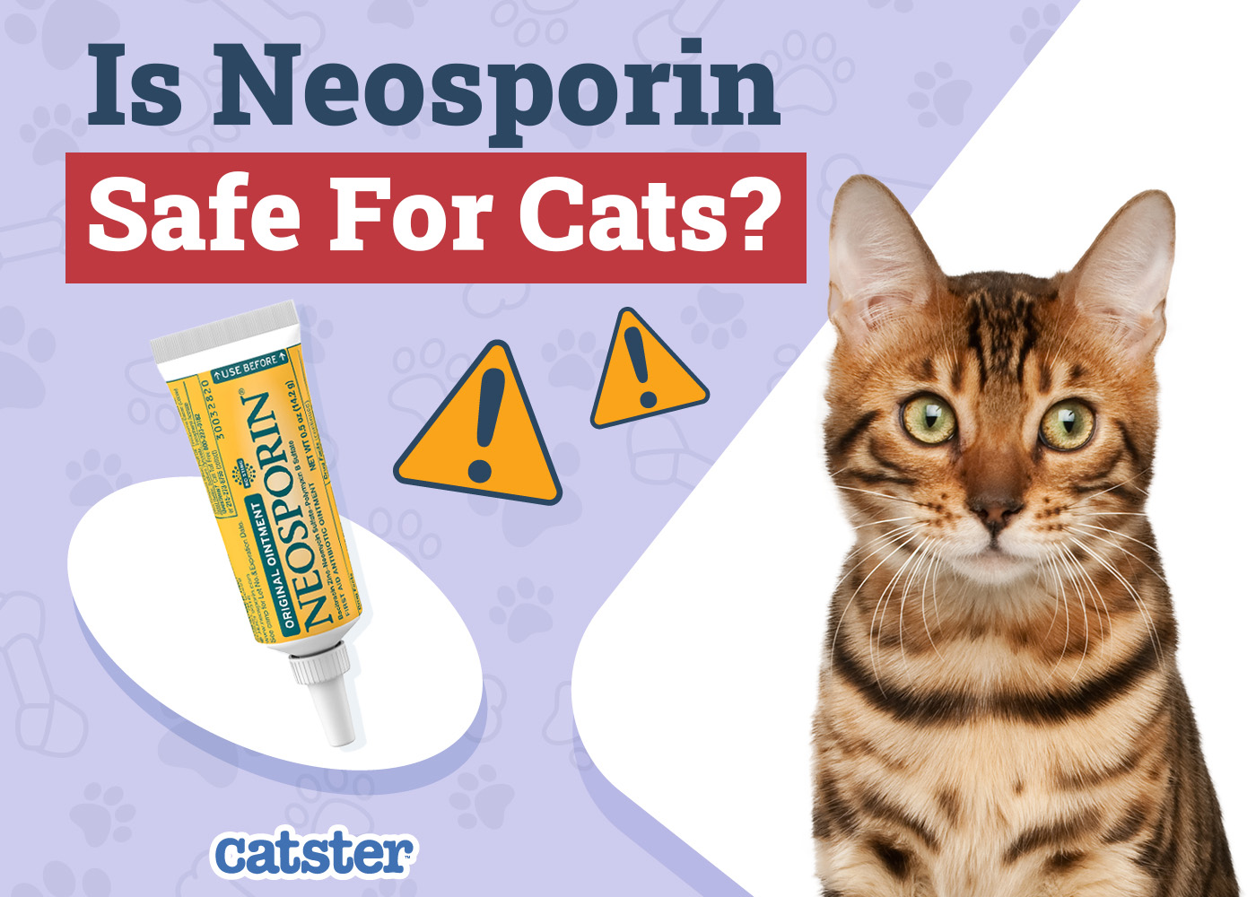 Is Neosporin Safe for Cats? Vet-Reviewed Advice