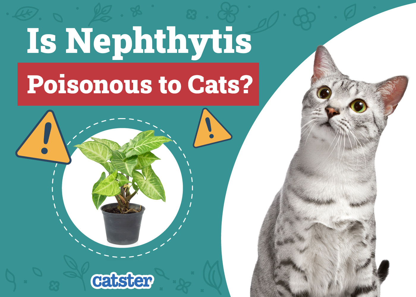 Is Nephthytis (Arrowhead Plant) Poisonous to Cats? Vet-Reviewed Houseplants Examined