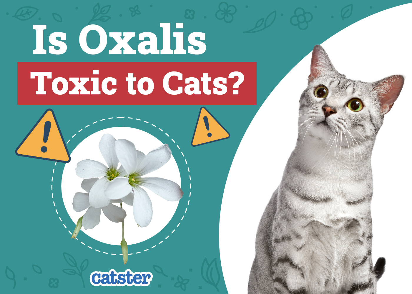 Is Oxalis (Shamrock Plant) Toxic to Cats? Vet-Reviewed Facts & FAQ